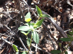 Tithymalus