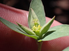 Tithymalus