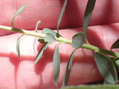 Tithymalus