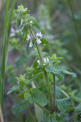 Stachys ocymastrum