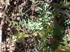 Tithymalus