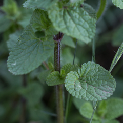 Stachys ocymastrum