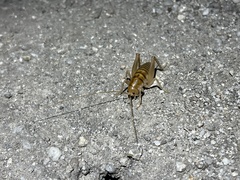 Ceuthophilus californianus