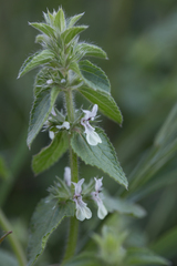 Stachys ocymastrum