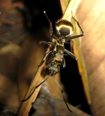 Polyrhachis militaris