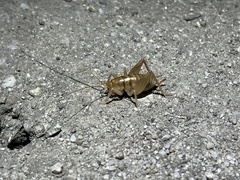 Ceuthophilus californianus