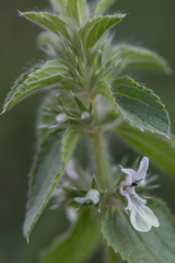Stachys ocymastrum