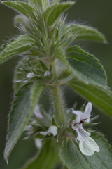 Stachys ocymastrum