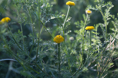 Anacyclus valentinus