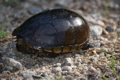 Kinosternon subrubrum subrubrum