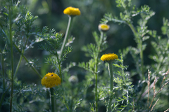 Anacyclus valentinus