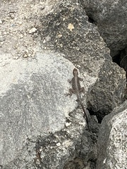 Agama picticauda image