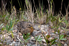 Turnix maculosus