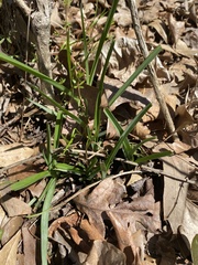 Carex styloflexa