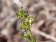 Galium proliferum