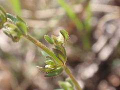 Galium proliferum