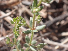 Galium proliferum