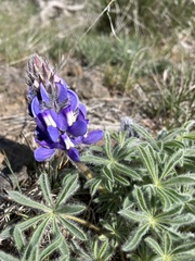 Lupinus saxosus