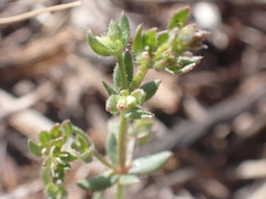 Galium proliferum
