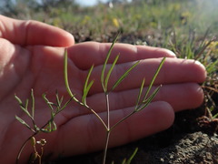 Lomatium farinosum