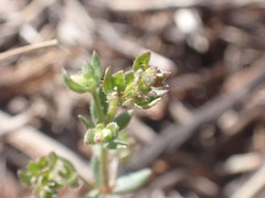 Galium proliferum