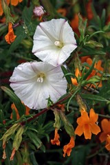 Calystegia occidentalis