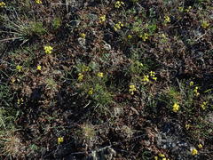 Lomatium farinosum