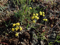 Lomatium farinosum