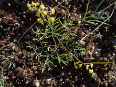 Lomatium farinosum