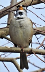 Zonotrichia leucophrys