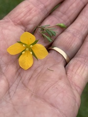 Ludwigia arcuata