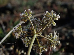 Lomatium canbyi