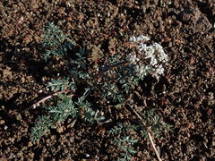 Lomatium canbyi
