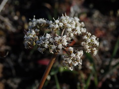 Lomatium canbyi