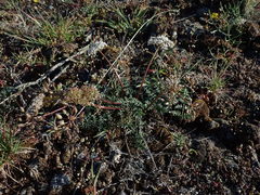 Lomatium canbyi