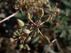 Lomatium canbyi