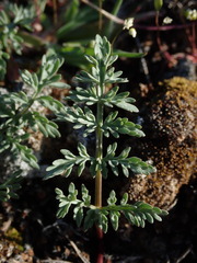 Lomatium canbyi