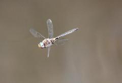 Helocordulia selysii