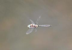 Helocordulia selysii