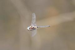 Helocordulia selysii