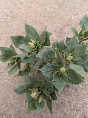 Stillingia spinulosa