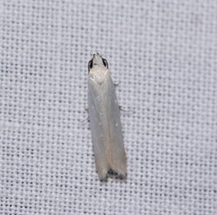 Scieropepla polyxesta