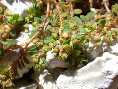Euphorbia blodgettii image