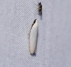 Scieropepla polyxesta