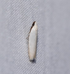 Scieropepla polyxesta