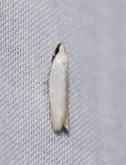 Scieropepla polyxesta