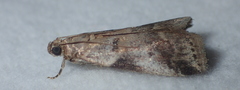 Acrobasis glaucella