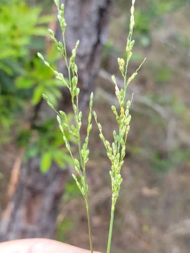 Image of Dichanthelium neuranthum by (c) Jay Horn, some rights reserved (CC BY)
