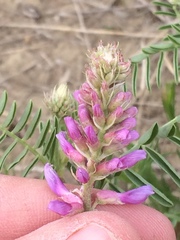 Astragalus bisulcatus
