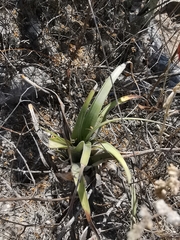 Tillandsia huamelulaensis